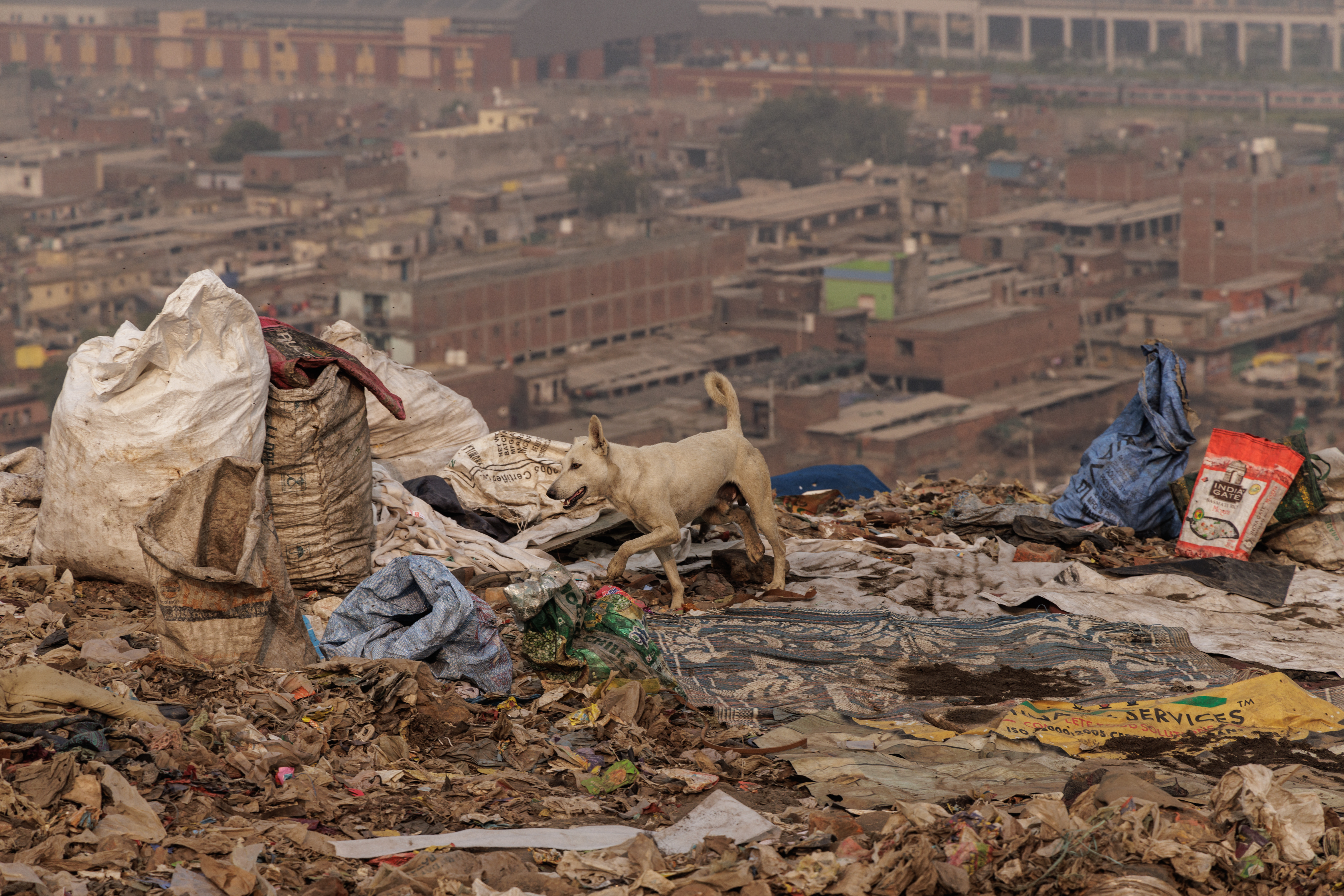 Dog moving through waste at the summit with city behind