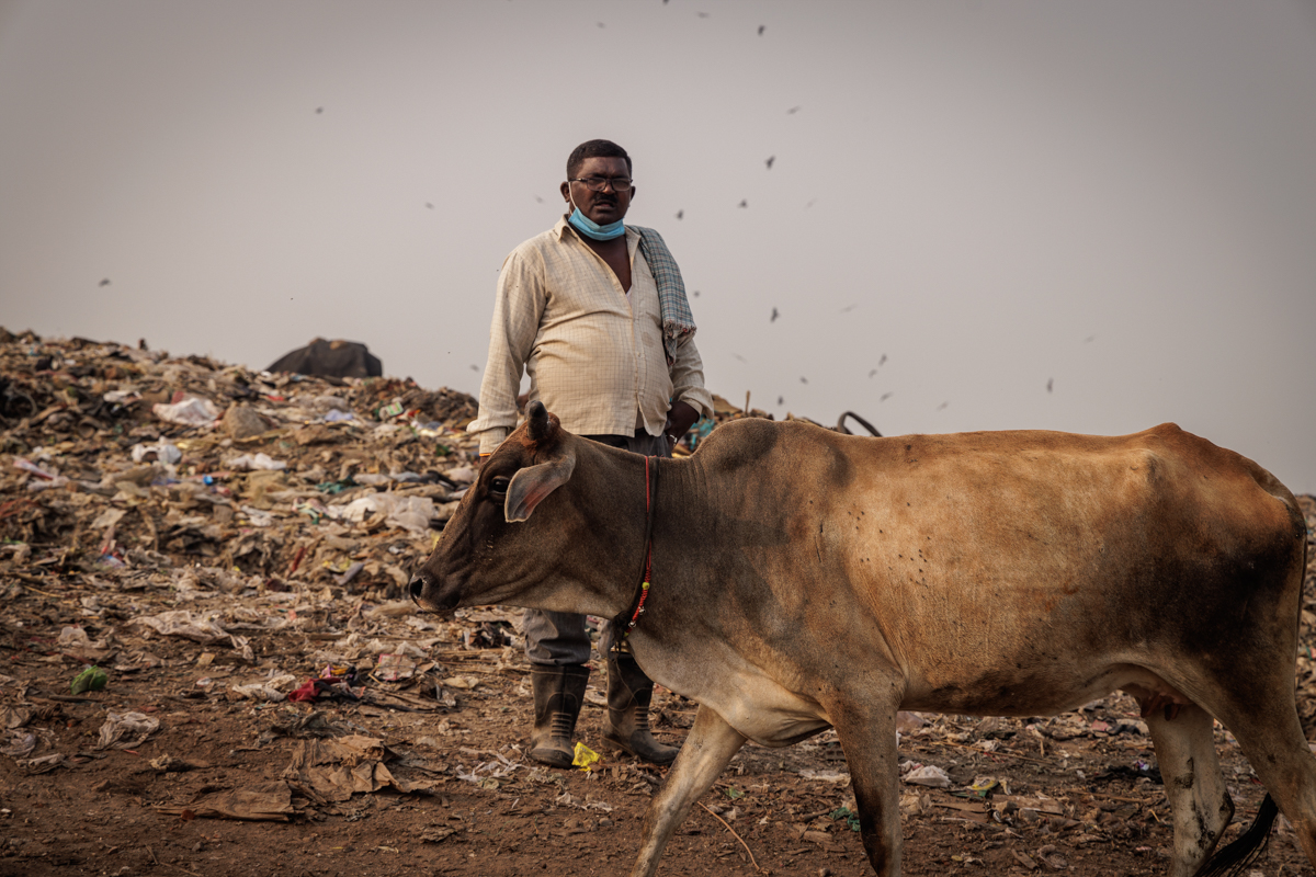 Man with cow at the summit, birds circling